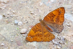 Rohana parisatis staurakius