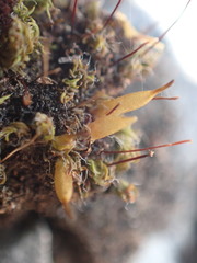 Encalypta rhaptocarpa