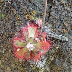 Drosera aliciae