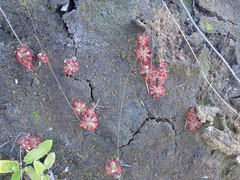 Drosera aliciae