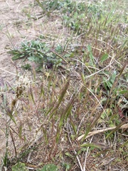 Festuca membranacea