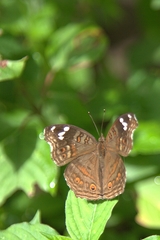 Junonia natalica natalica