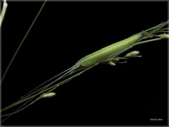 Euconocephalus nasutus