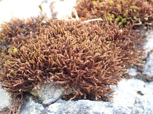 Image of Geheebia ferruginea by no rights reserved