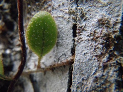 Microgramma piloselloides