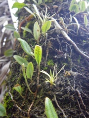 Microgramma piloselloides