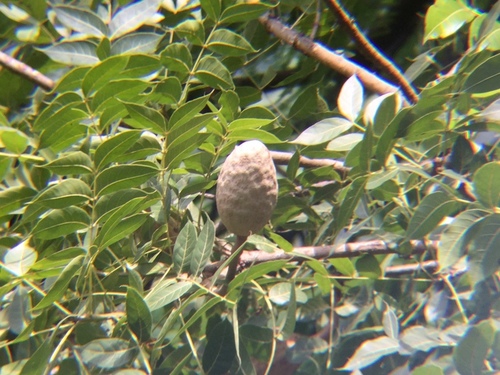 Pacific Coast mahogany (Swietenia humilis)