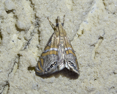 Euchromius bella