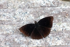 Rohana parisatis staurakius