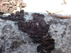 Lathagrium fuscovirens