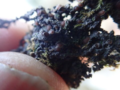 Protopannaria pezizoides