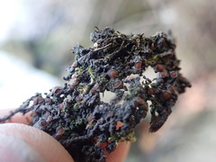 Protopannaria pezizoides