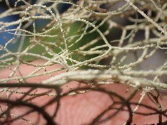 Usnea pacificana