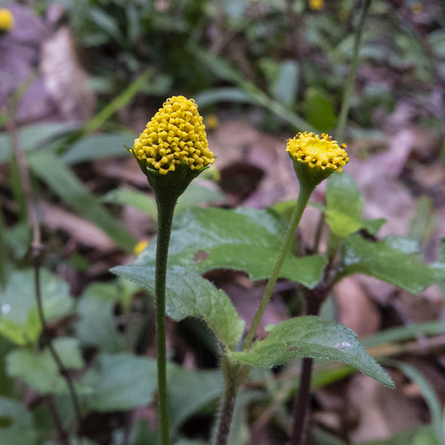 Acmella paniculata, photograph 3