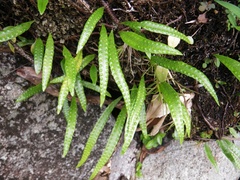 Microgramma lycopodioides