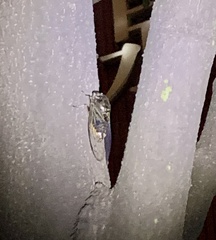 Cryptotympana atrata