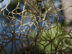Usnea pacificana