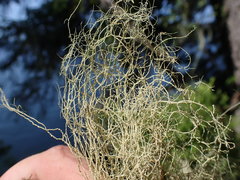 Usnea pacificana