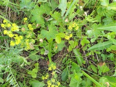 Alchemilla sarmatica