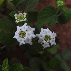 Lantana veronicifolia