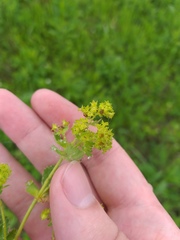 Alchemilla sarmatica