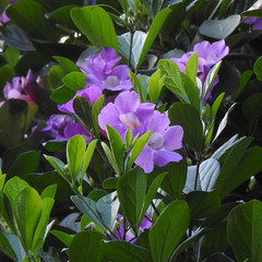 Mansoa alliacea
