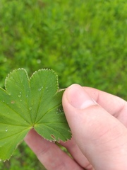 Alchemilla sarmatica