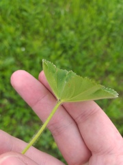 Alchemilla sarmatica