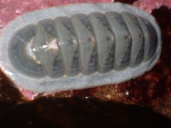 Tripoplax regularis