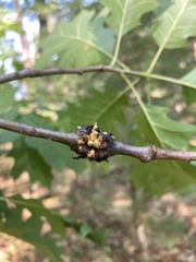 Callirhytis quercusgemmaria
