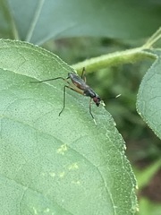 Rainieria antennaepes