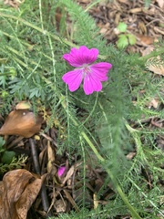 Geranium incanum