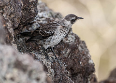 Mimus parvulus