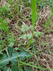Lamium amplexicaule