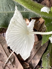 Leucocoprinus fragilissimus image