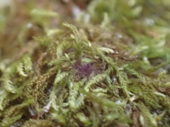 Claopodium whippleanum