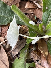 Leucocoprinus fragilissimus image