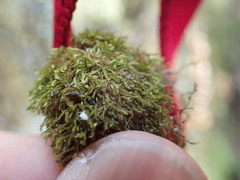 Claopodium whippleanum