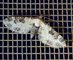 Prorella gypsata