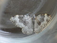 Coenotephria tophaceata