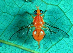 Bactrocera nigrivenata