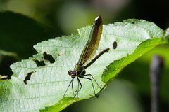 Calopteryx maculata