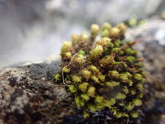 Plenogemma phyllantha