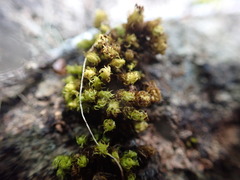 Plenogemma phyllantha