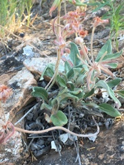 Eriogonum flavum