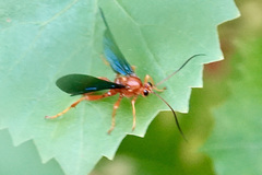 Trogus vulpinus