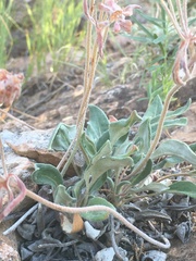 Eriogonum flavum