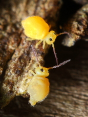 Sminthurinus henshawi