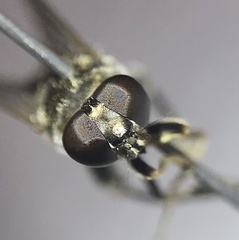 Chalcosyrphus nemorum