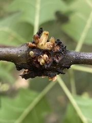 Callirhytis quercusgemmaria